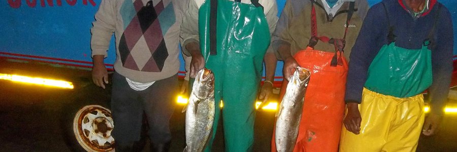 Skipper Henry Valentyn (links) en sy â€œcrewâ€ by sy boot Junior met â€˜n paar van die mooi geelbekke, wat vir 'n volgelaaide bakkie gesorg het.